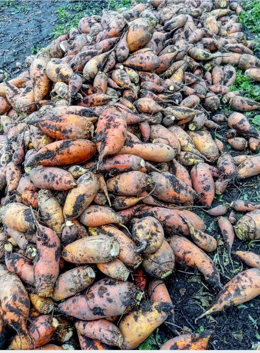 Продам буряки кормові