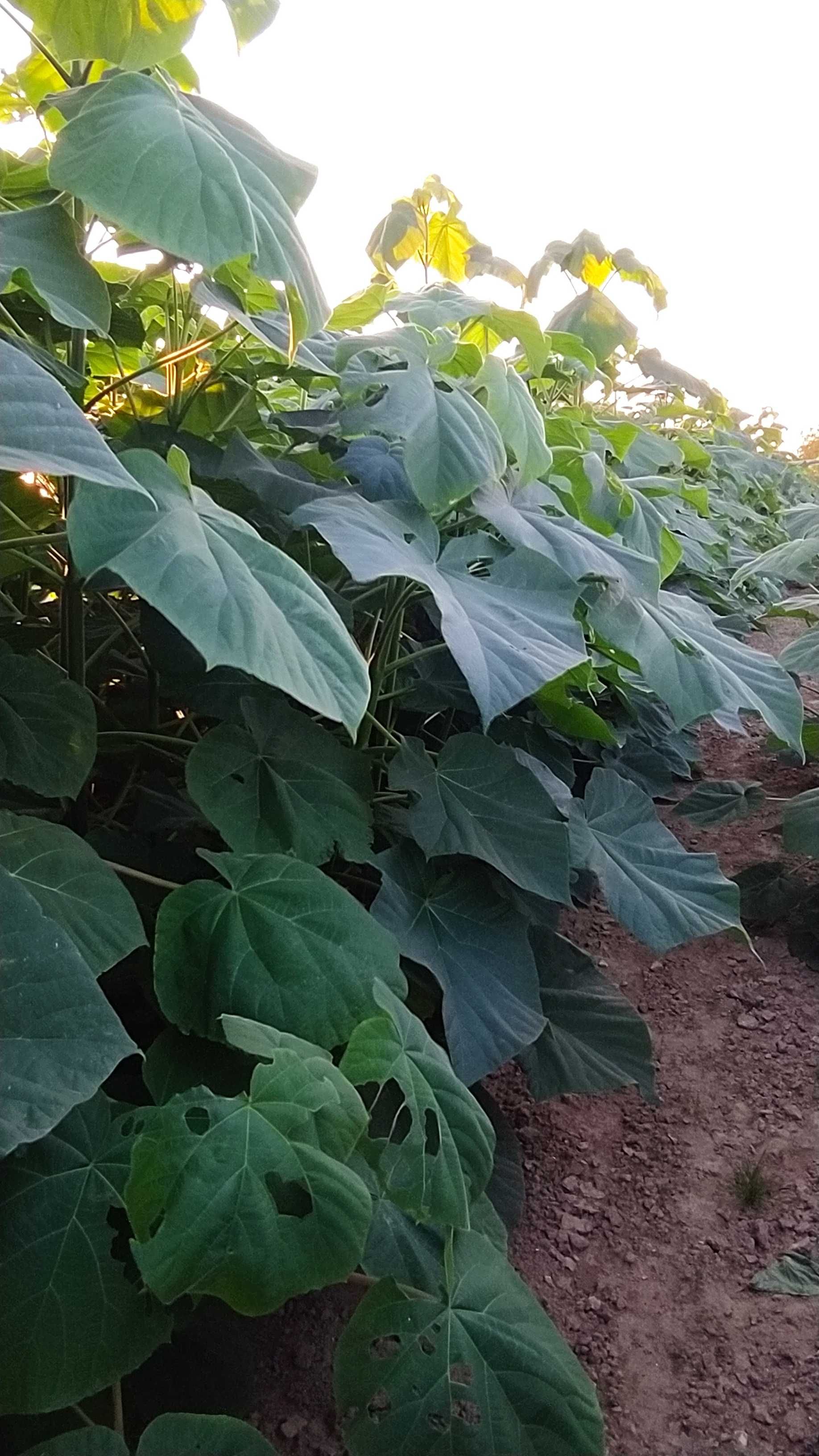 Paulownia shan tong, drzewo tlenowe, paszport, karpa, korzeń