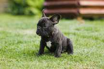 Buldog francuski piesek