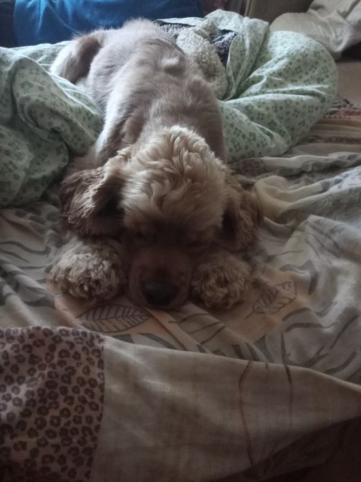 Продам Американского кокер спаниеля