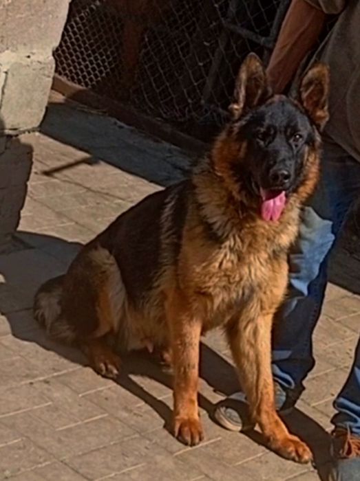 Роскошные девочки  и мальчики длинники и стандарт