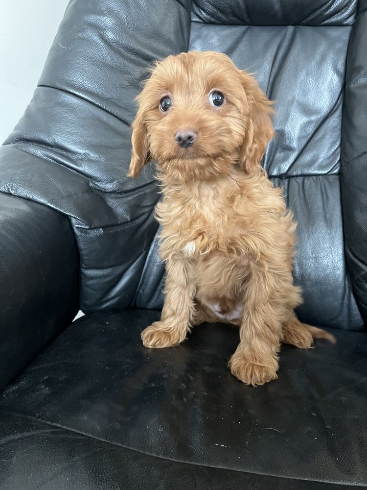 Cavapoo cudowny chłopczyk