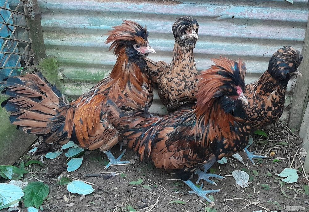 Czubatki Padewskie