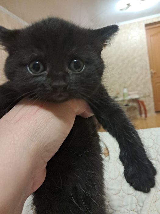 Віддам кошенят в добрі руки