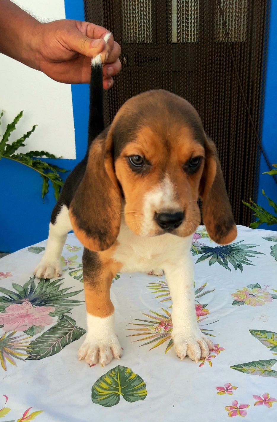 Beagle de excelente qualidade