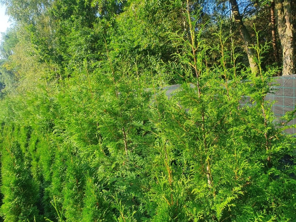 Promocja Thuja Brabant 180-240 cm tuja 2m Aureospicata