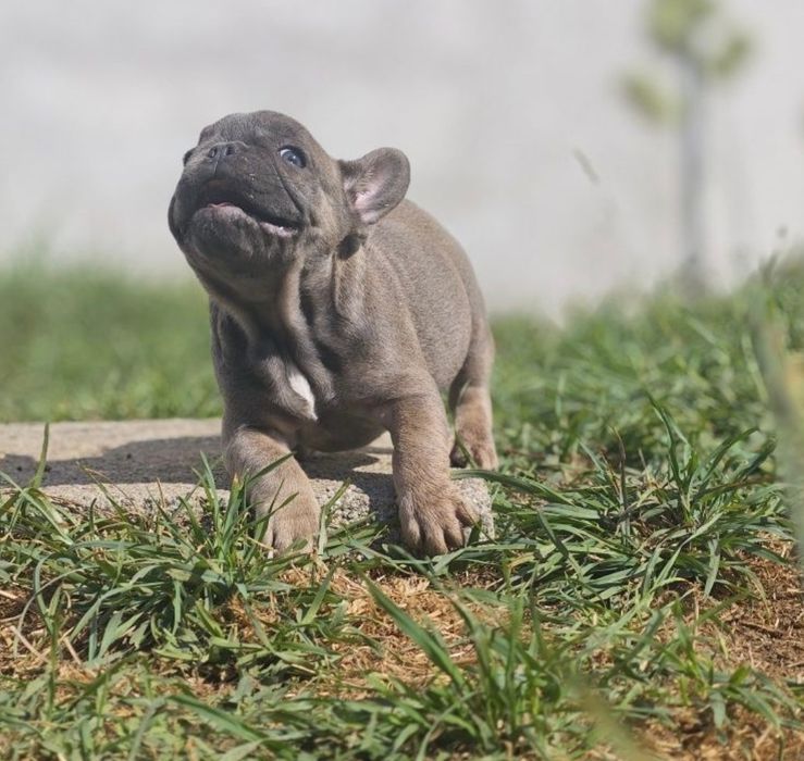 bulldog  blue tan fêmea