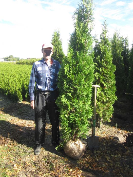 tuja tuje kolumnowa Columnaris 200-220 cm