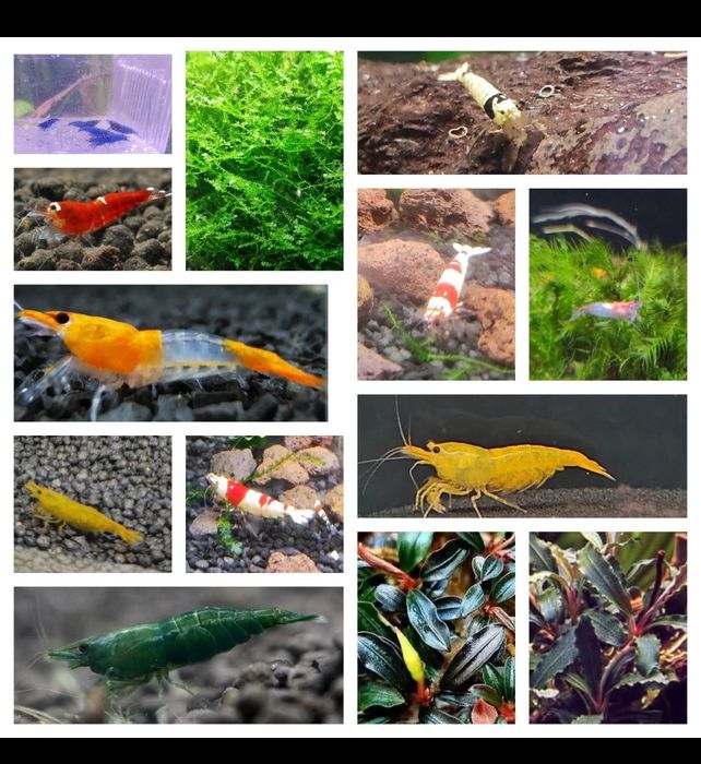 Neocaridinas/Caridinas