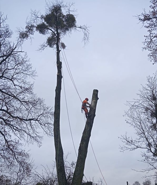 Wycinka drzew metodą alpinistyczną, czyszczenie działek