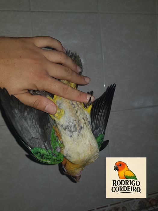 Papagaios,  marianinhas e outros
