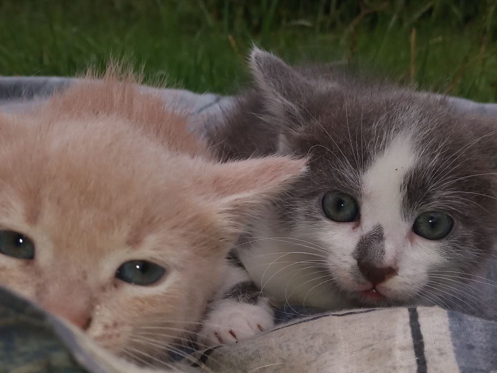 Шукаємо дім для милих хлопчиків котиків!