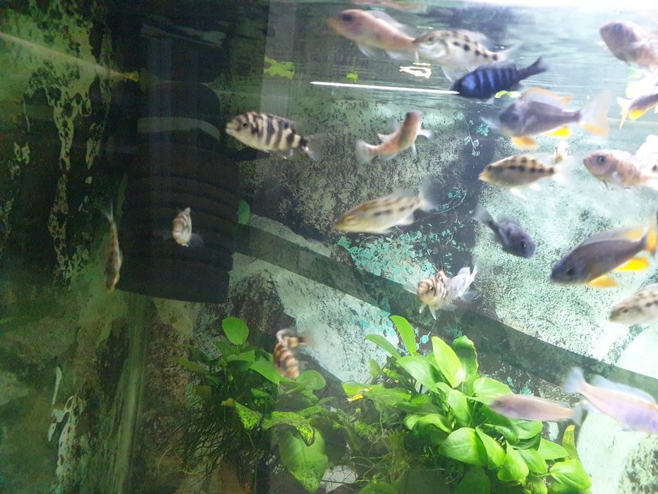 Pyszczaki Bydgoszcz-zerknij-