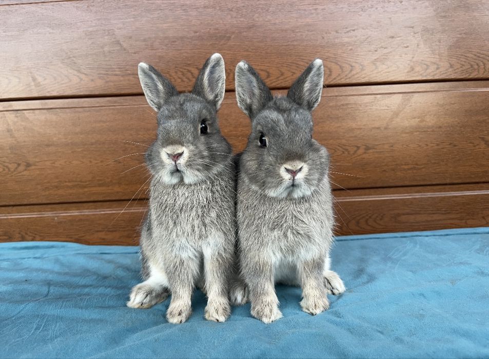 Karzełek Perłowy Niderlandzki Teddy Mini Lop Rodowód Króliki