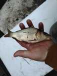 Karp narybek kroczek