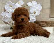 Pudel toy/miniatura, red( red brown), piesek, DO ODBIORU!
