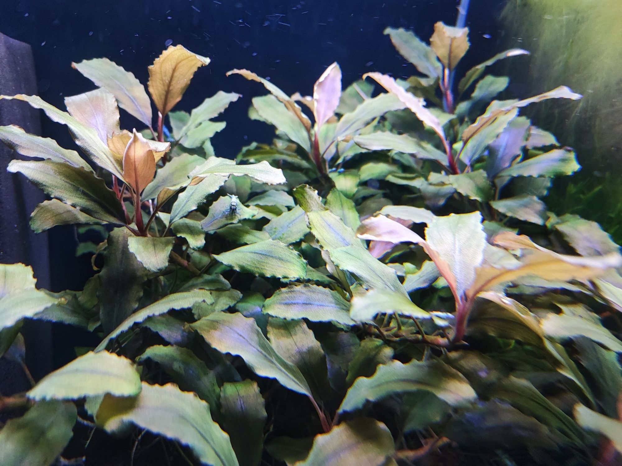 Sadzonki Bucephalandra Shine Blue