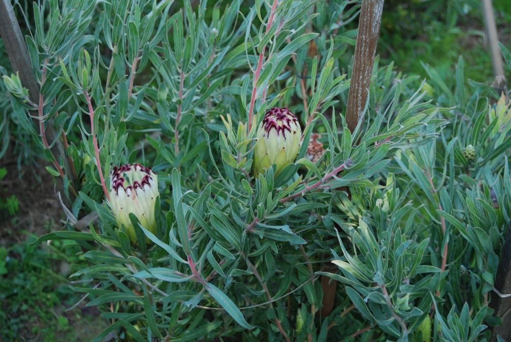 Plantas e vasos Proteas