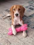 Oddam roczna sunie Beagle