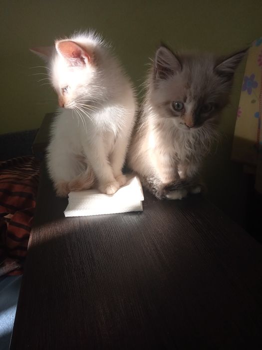 Киця, кішка ,  6 міс віддам