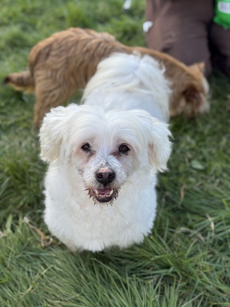 Snoopy - 7 anos, porte pequeno (7kg)