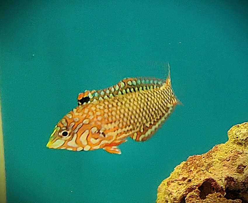 Macrophyngodon Ornatus. Morskie