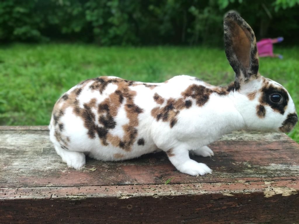 Króliki rasa Rex