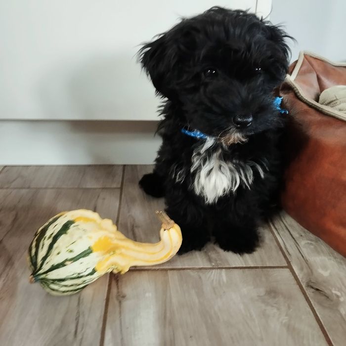 Samczyk Maltipoo F1 z Rodowodem