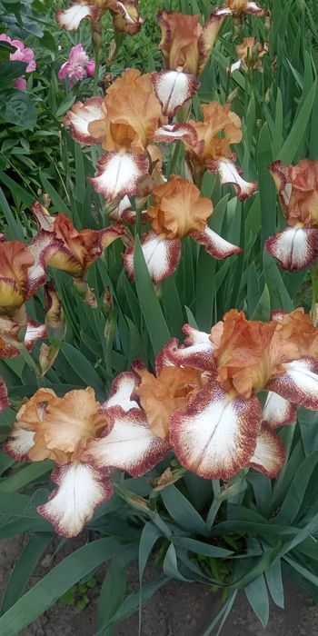 Продам грунтопокривні рослини,по 30грн.великі кущі,чистець та седуми,