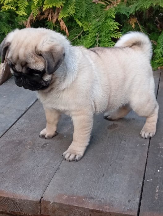 Mops suczka ZkwP FCI Łódź