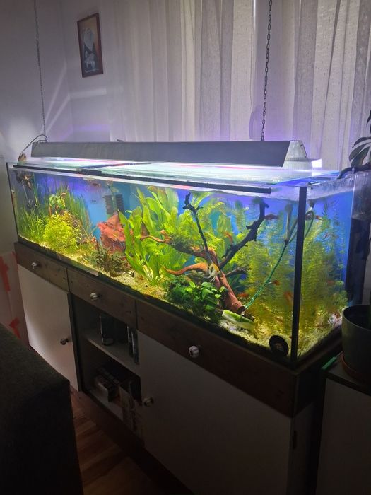 Akwarium roślinne 2m