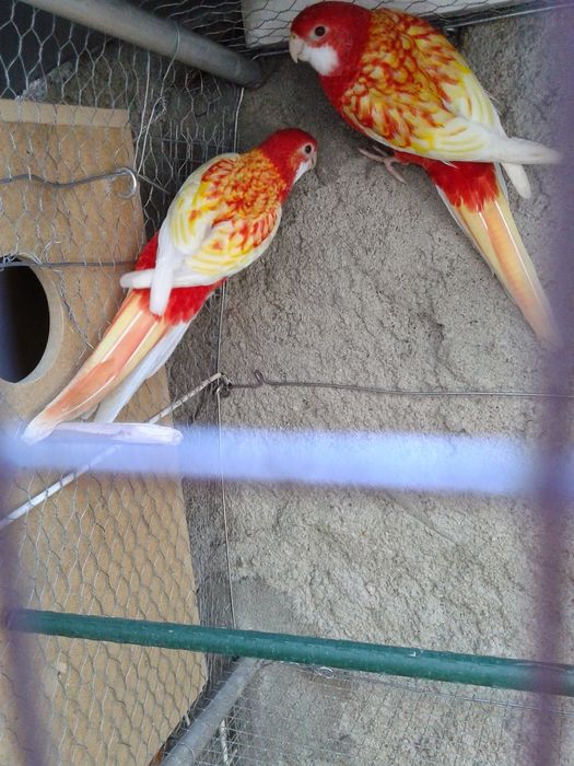Casal Roselas Rubinas
