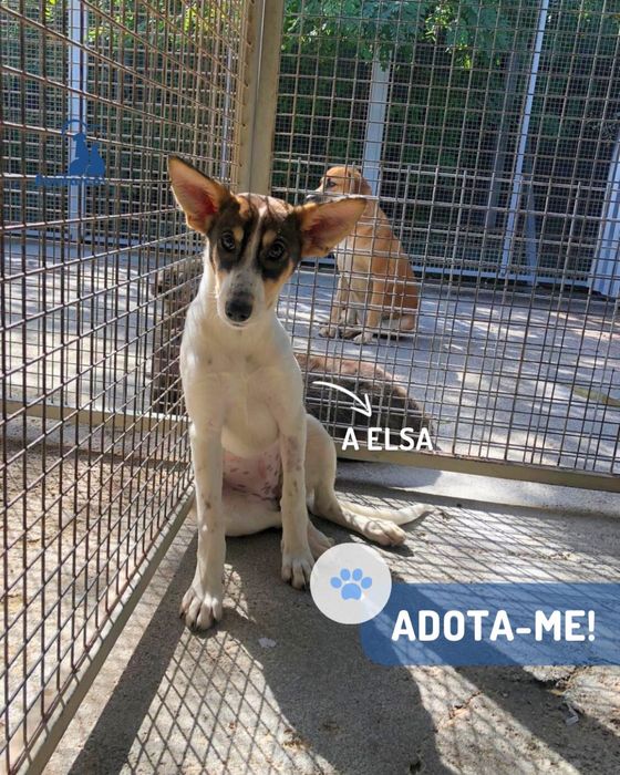 Elsa - cadela jovem porte medio-grande
