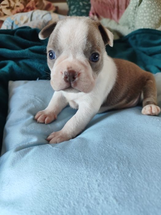 Boston Terrier chłopiec