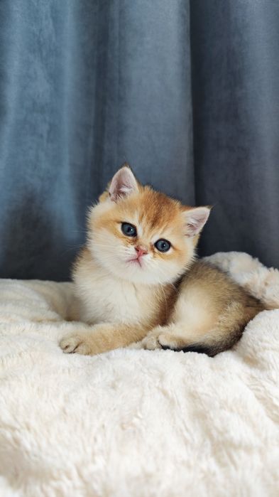 Кошенята британка золота шиншила