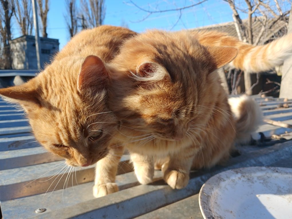 Кошенята шукають родину