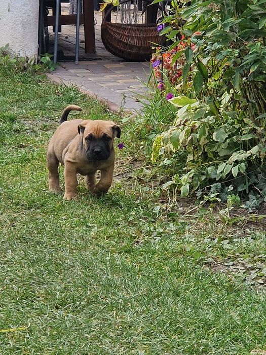 Piesek Cane Corso