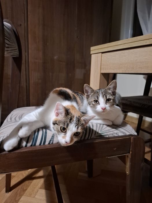 Kurka i Kraksa szukają domu!