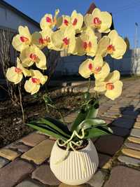 Орхідея/орхидея з фоамірану