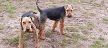 Terier Walijski - Welsh Terrier- suka ( FCI )