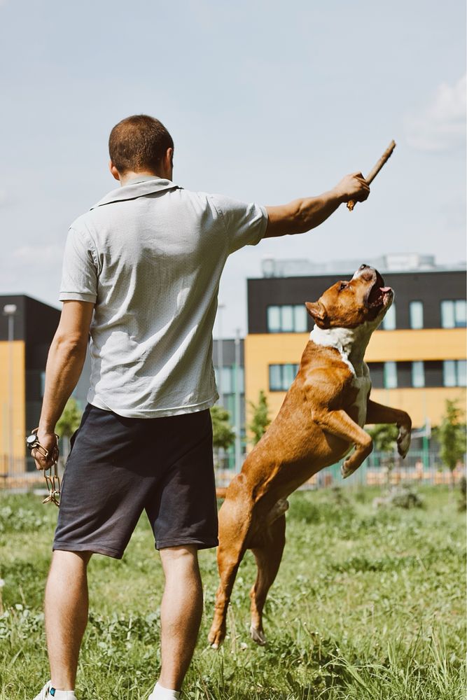 Reproduktor Amstaff