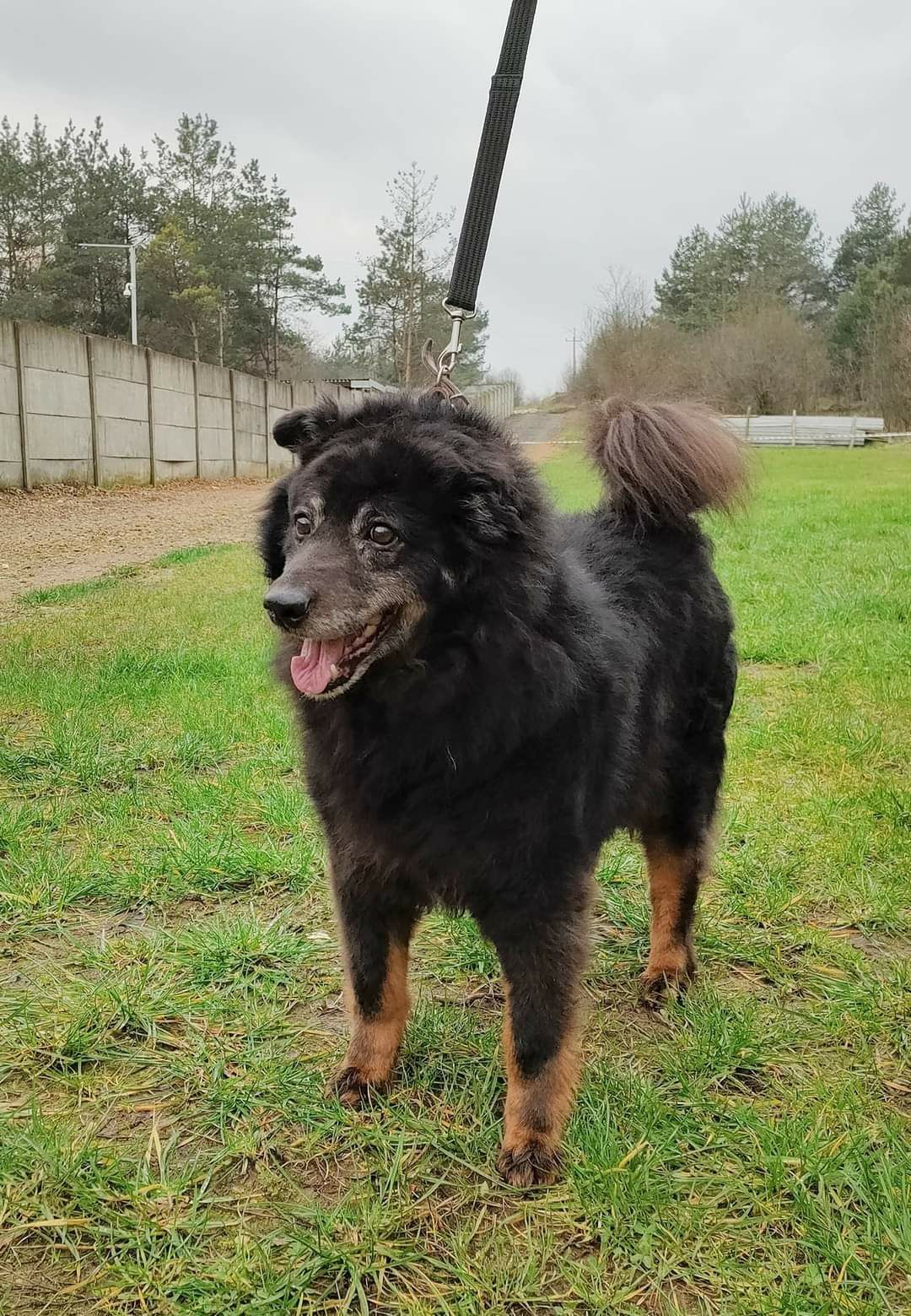 Śliczny starszy piesek Kudi do adopcji że schroniska .