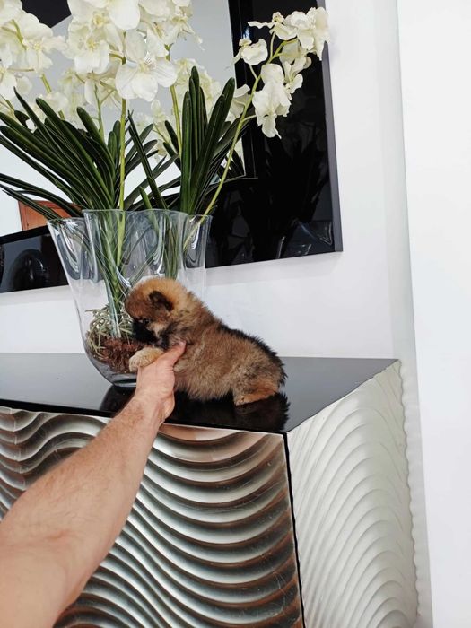 Spitz Alemão Anão/ou Lulu da Pomerânia FEMEA LARANJA com   LOP e AFIXO