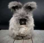 Angora angielska YORK