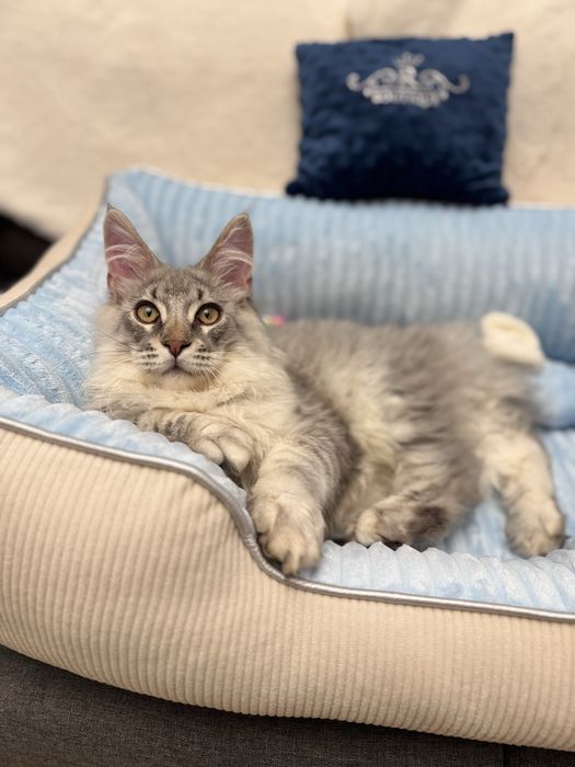 Мейн Кун серебро котенок  премиум