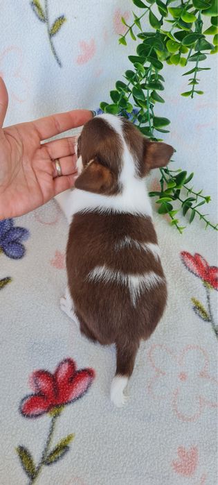 Excelente mini chocolatinho Chihuahua/Chiuaua de Qualidade