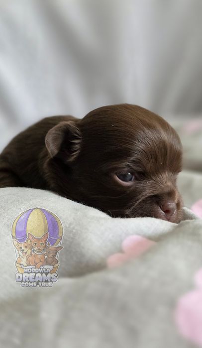 Chihuahua **Długowłosa Sunia **Do Rezerwacji