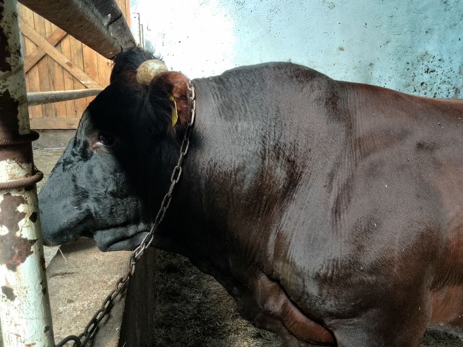 Byk rozpłodnik rasa polska czerwona, rp