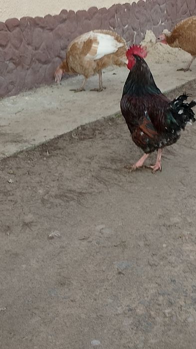 Півень.Лівенська ситцева.