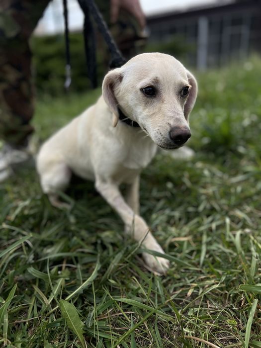 Собака для семьи Кока стерилизована девочка